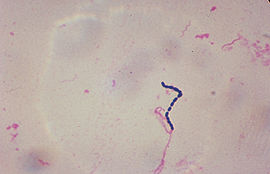 270px-streptococcus