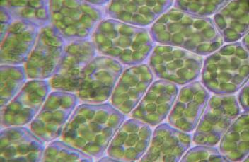 Chloroplastos